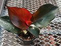 4" Philodendron Red Heart 